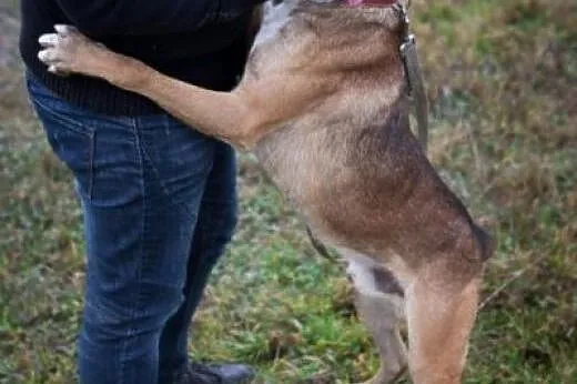 Bokser Niuniuś już chyba nie wierzy, że ktoś go ad