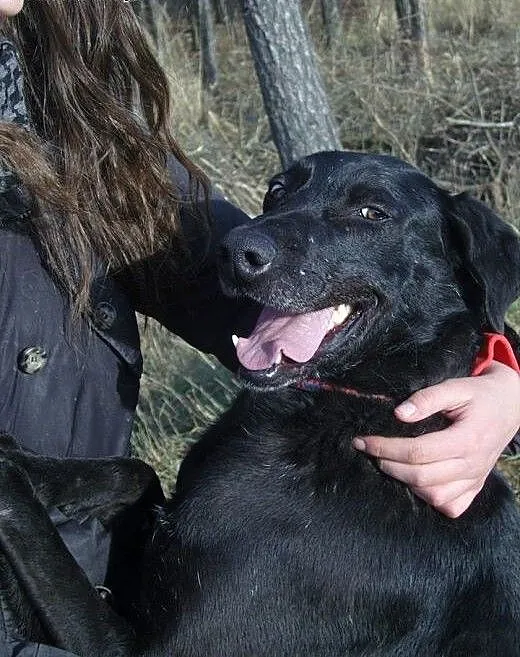 Lucek czarny mix labradora szuka domu, mazowiecki