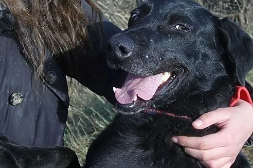 Lucek czarny mix labradora szuka domu,  mazowiecki