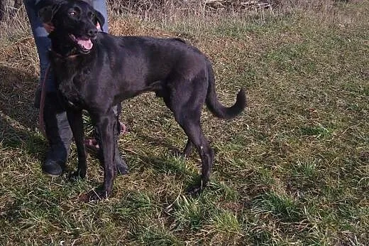 Lucek czarny mix labradora szuka domu,  mazowiecki