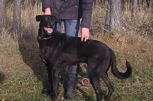 Lucek czarny mix labradora szuka domu,  mazowiecki