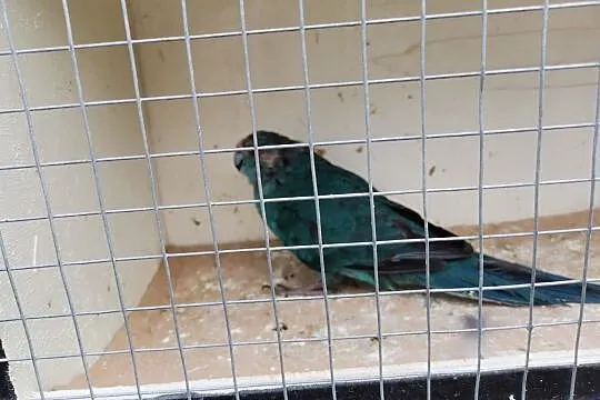 Sprzedam koze modrolotke niebieska, , Malta