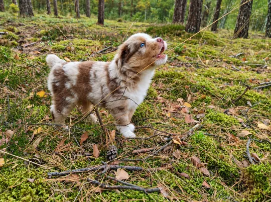 Owczarek amerykański miniaturowy ZKwP – pies red merle NBT, Zachodniopomorskie, Szczecin