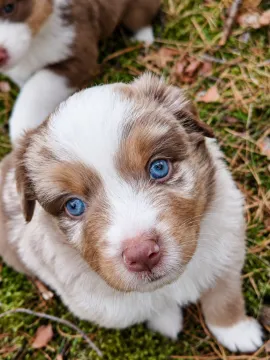 Owczarek amerykański miniaturowy ZKwP – pies red merle NBT