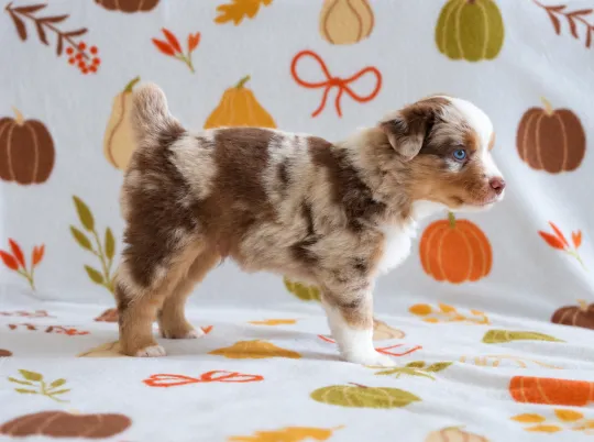 Owczarek amerykański miniaturowy ZKwP – pies red merle NBT, Zachodniopomorskie, Szczecin