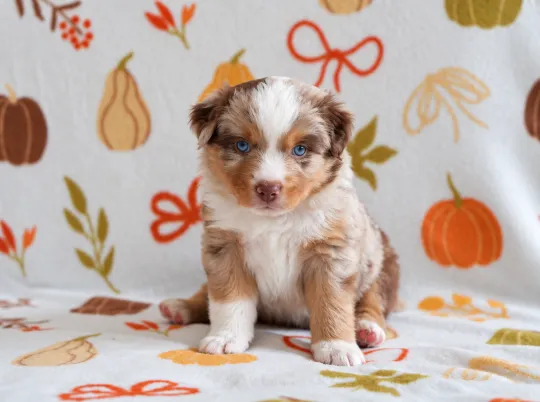 Owczarek amerykański miniaturowy ZKwP – pies red merle NBT, Zachodniopomorskie, Szczecin