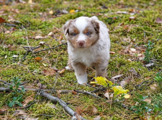 Owczarek amerykański miniaturowy ZKwP – pies red merle NBT, Zachodniopomorskie, Szczecin