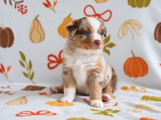 Owczarek amerykański miniaturowy ZKwP – pies red merle NBT, Zachodniopomorskie, Szczecin