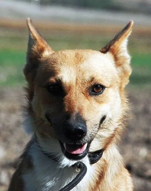 Liścik niewielki, młody, kochany psiak ADOPCJA, m