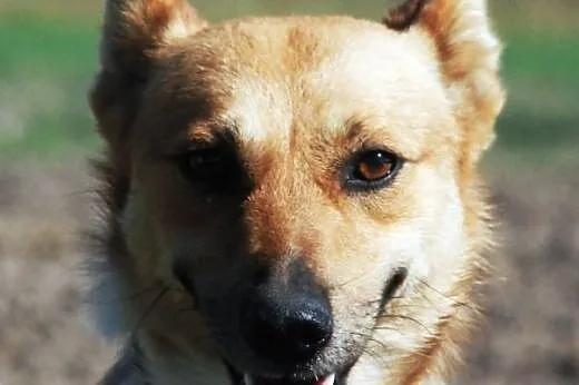 Liścik niewielki, młody, kochany psiak ADOPCJA,  m