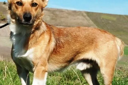 Liścik niewielki, młody, kochany psiak ADOPCJA,  m
