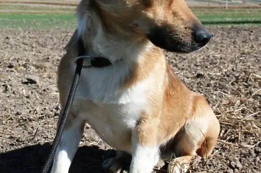 Liścik niewielki, młody, kochany psiak ADOPCJA,  m