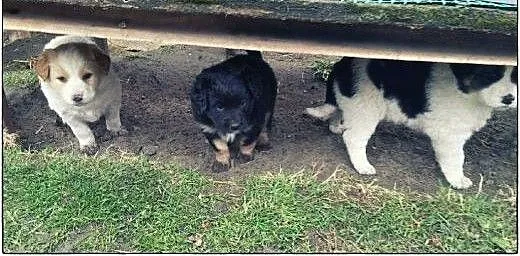 4 przepiękne szczeniorki do pokochania :), podlas