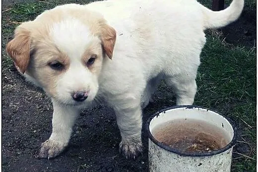 4 przepiękne szczeniorki do pokochania :),  podlas