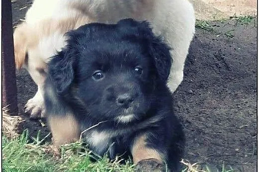 4 przepiękne szczeniorki do pokochania :),  podlas