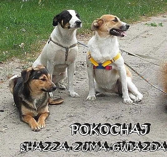 SZCZENIAKI adopcja! Trzy wspaniałe suczki szukają