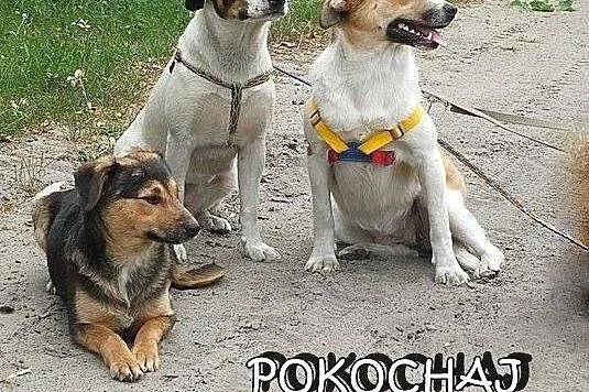 SZCZENIAKI adopcja! Trzy wspaniałe suczki szukają 