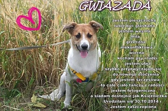 SZCZENIAKI adopcja! Trzy wspaniałe suczki szukają 