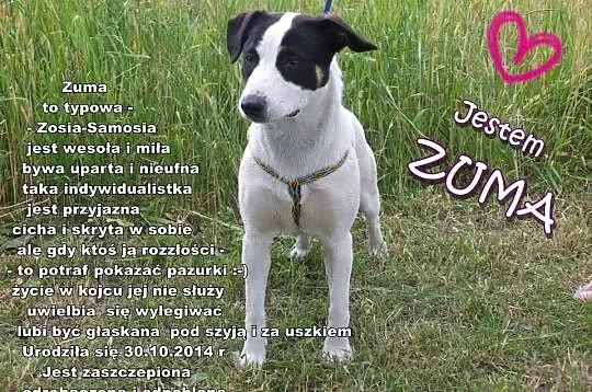 SZCZENIAKI adopcja! Trzy wspaniałe suczki szukają 