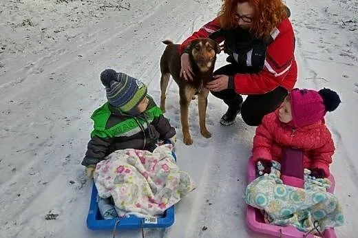 Tobi, psiak czekoladowej barwy,  śląskie Katowice