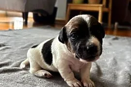 Piesek Jack Russell Terrier