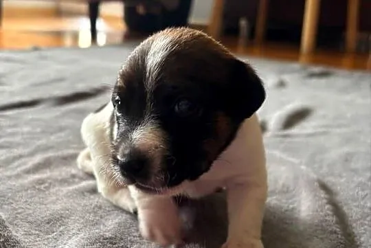 Piesek Jack Russell Terrier, Zachodniopomorskie, Drawno