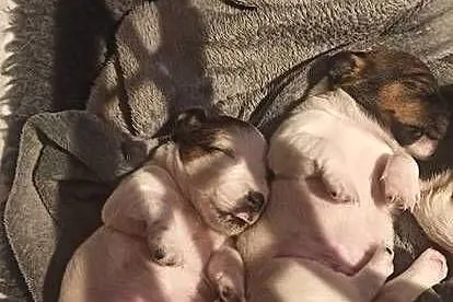 Piesek Jack Russell Terrier, Zachodniopomorskie, Drawno