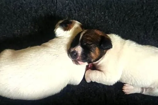Piesek Jack Russell Terrier, Zachodniopomorskie, Drawno