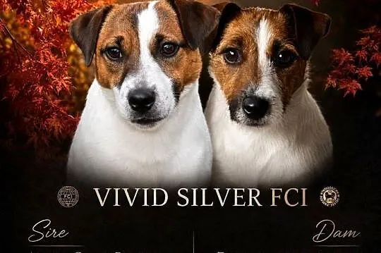 Piesek Jack Russell Terrier, Zachodniopomorskie, Drawno