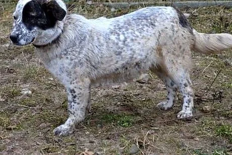 Chrupka - przyjaciółka na zawsze :),  warmińsko-ma