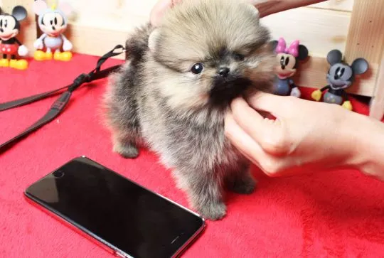Super urocze szczeniaki rasy pomeranian miniaturowy gotowe do adopcji PILNE PILNE!!, Pomorskie, Gdańsk