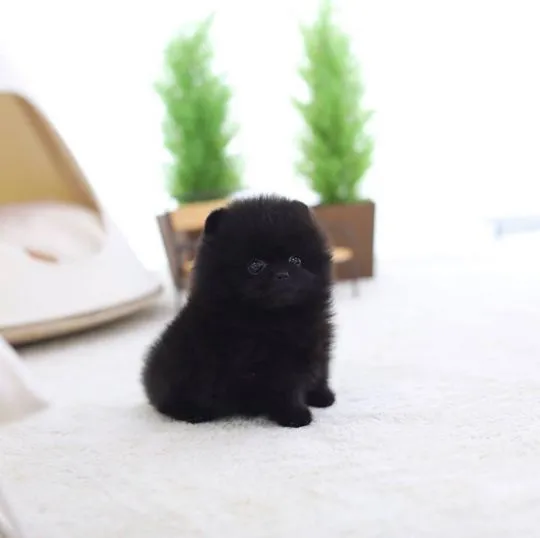 Super urocze szczeniaki rasy pomeranian miniaturowy gotowe do adopcji PILNE PILNE!!, Pomorskie, Gdańsk