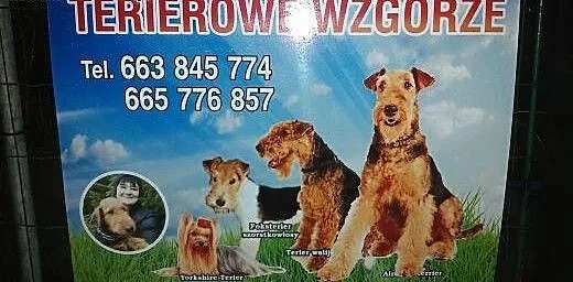Foksteriery szorstkowłose -rodowodowe.-, zachodni