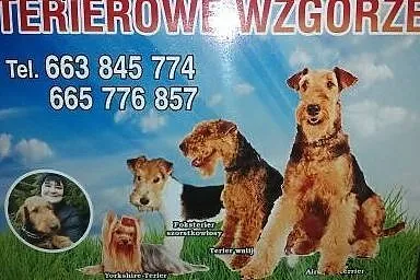 Foksteriery szorstkowłose -rodowodowe.-,  zachodni