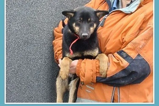 Nieduży,sympatyczny SUPEŁEK, łagodny,towarzyski,pr