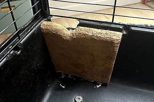 Klatka dla gryzonii duża szczur szczurów szynszyli szczura woliera ptaków, Śląskie, Jaworzno