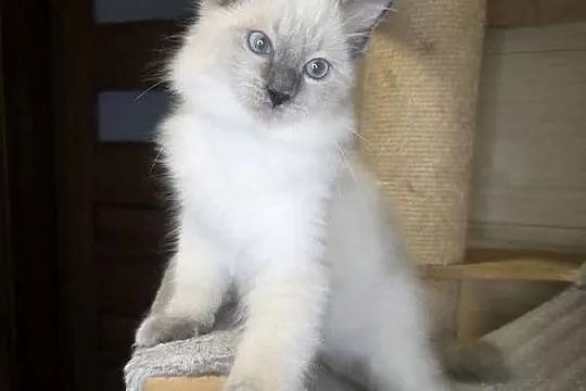 Uroczy ragdoll kocurek FPL prawdziwy rodowód