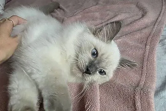 Uroczy ragdoll kocurek FPL prawdziwy rodowód, Wielkopolskie, Uścikowo