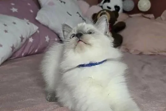 Uroczy ragdoll kocurek FPL prawdziwy rodowód, Wielkopolskie, Uścikowo