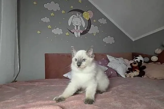 Uroczy ragdoll kocurek FPL prawdziwy rodowód, Wielkopolskie, Uścikowo