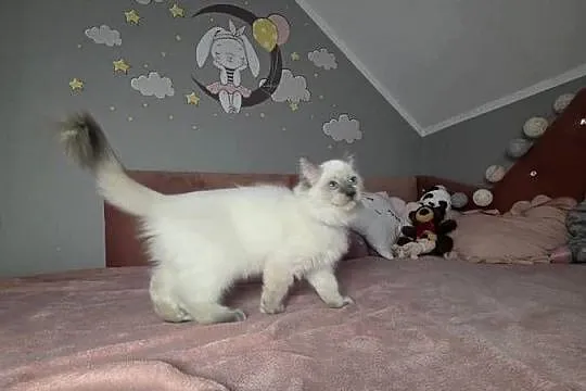 Uroczy ragdoll kocurek FPL prawdziwy rodowód, Wielkopolskie, Uścikowo