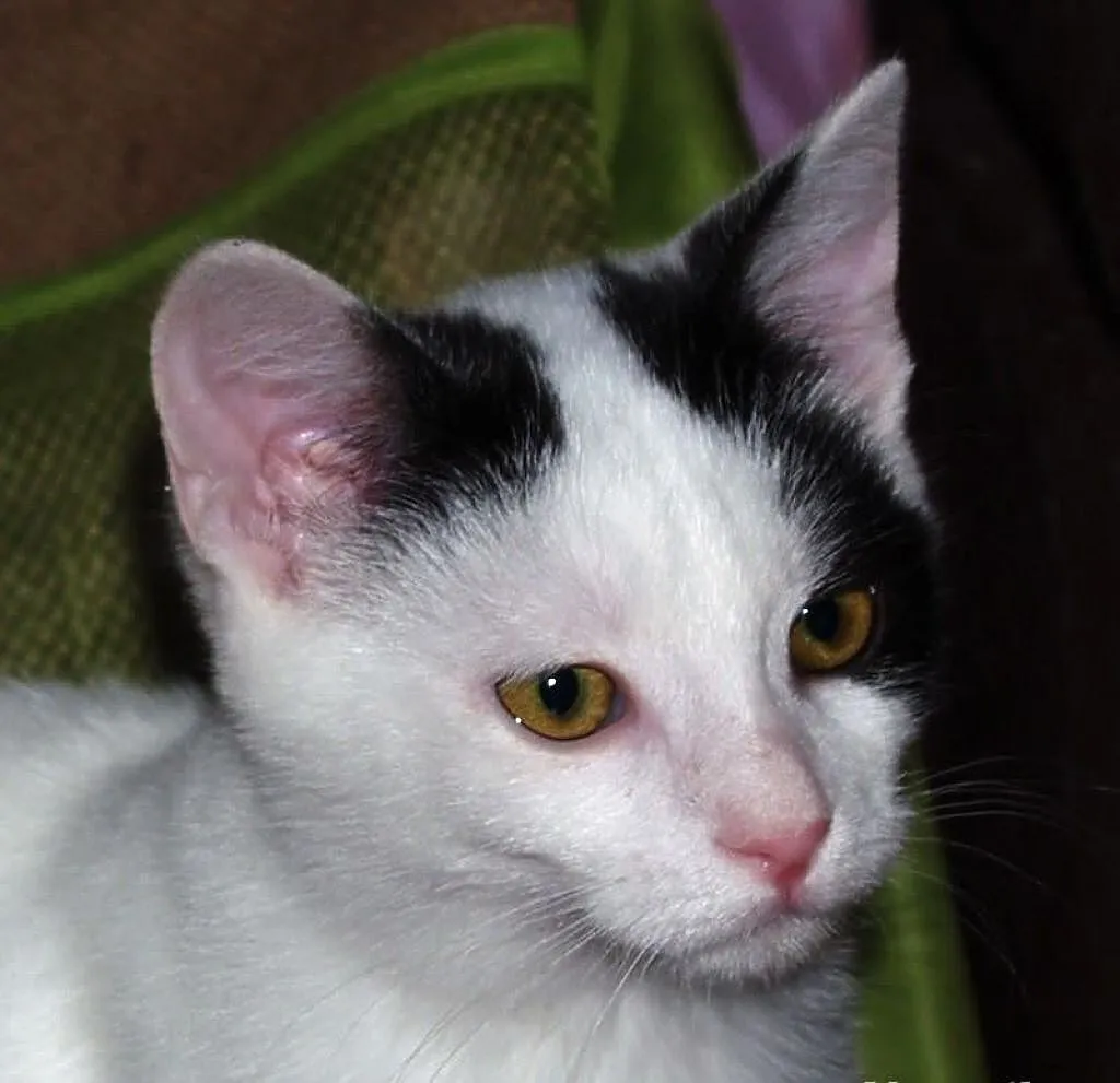 Dwuletnia Antosia do adopcji