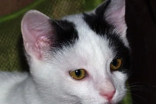 Dwuletnia Antosia do adopcji