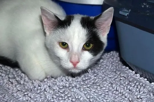 Dwuletnia Antosia do adopcji