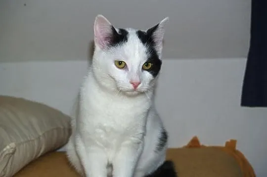Dwuletnia Antosia do adopcji