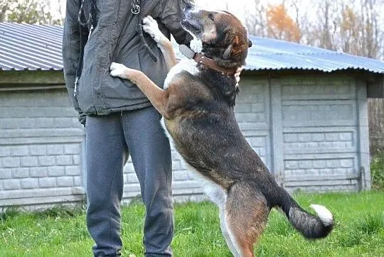 Maks-40kg psiego ciałka do kochania, wielkopies do ADOPCJI, spacerowy, łagodny, Śląskie, Katowice