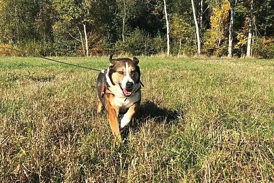 Maks-40kg psiego ciałka do kochania, wielkopies do ADOPCJI, spacerowy, łagodny, Śląskie, Katowice