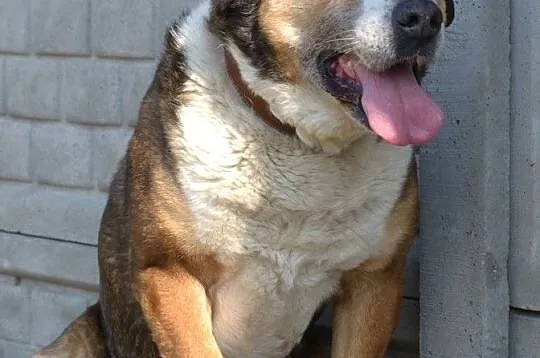 Maks-40kg psiego ciałka do kochania, wielkopies do ADOPCJI, spacerowy, łagodny, Śląskie, Katowice