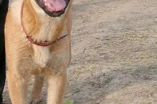 Boni, 4 miesięczne CUDO! Grzeczna, zakochana w czł