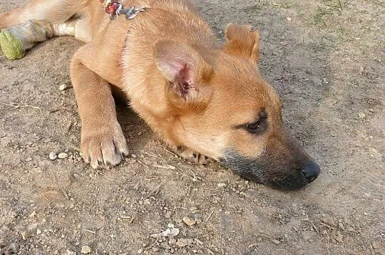 Boni, 4 miesięczne CUDO! Grzeczna, zakochana w czł